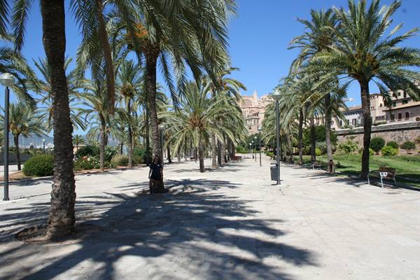 Palm-lined promenade on stone square, Palma cathedral rising in the background