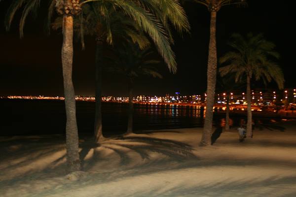 Palm trees on a night beach, city lights reflecting on the sea