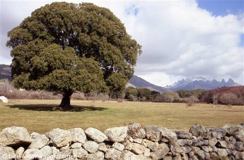 The mountains near Quenza