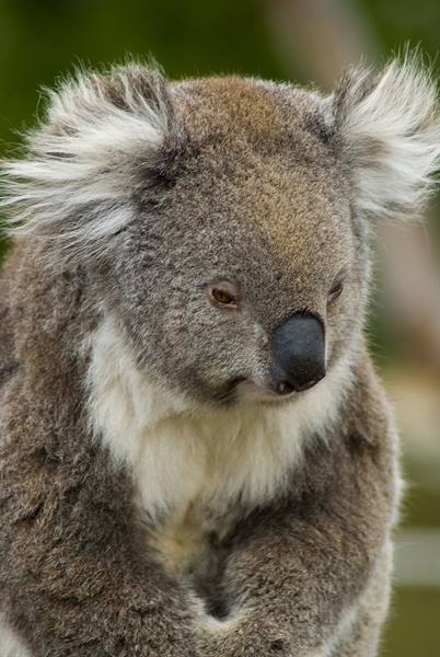 Koala on the Great Ocean Road