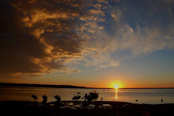 Pelicans in the Eyre Peninsula