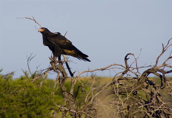 Australian eagle