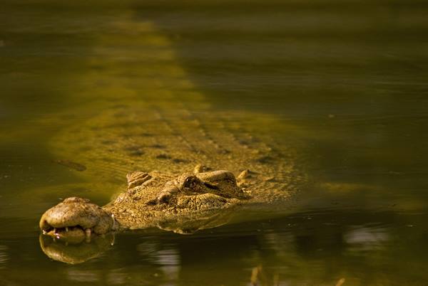 Crocodile in Queensland