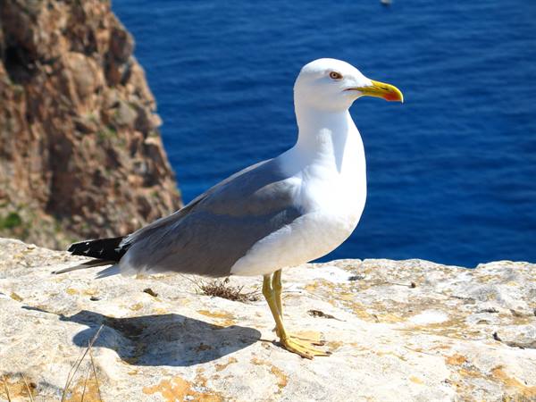 THE REAL OWNER OF THE ISLAND