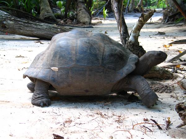 GIANT TURTLE (Curieuse)