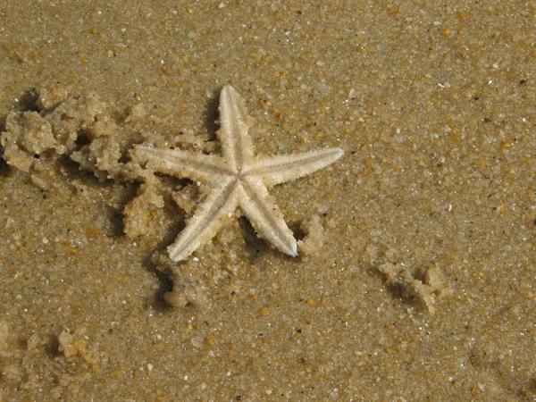 White starfish half-buried in wet sand on the beach