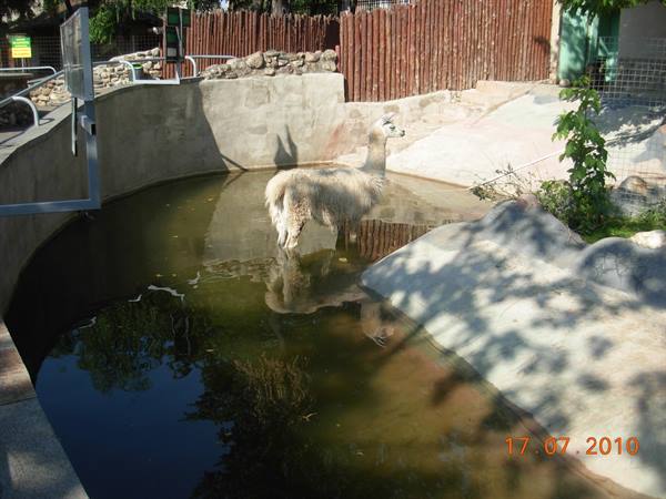 Moscow - zoo