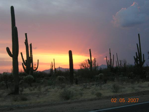 Saguaro NP - cactus at sunset
