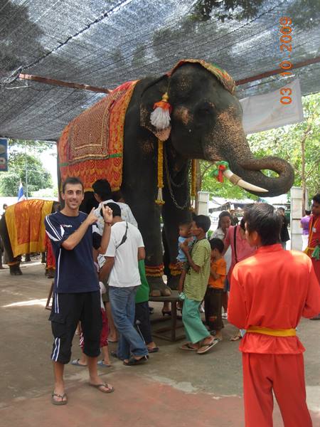 Ayutthaya - elephants