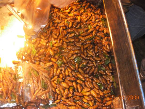 Bangkok - cockroaches!