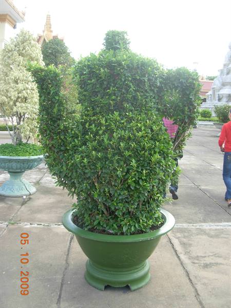 Phnom Penh - gardens