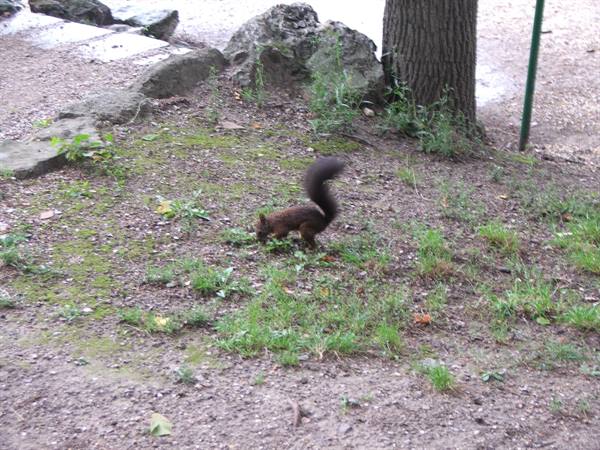 Squirrel in the gardens of Schönbrunn