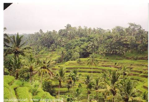 Green rice terraces among palm trees in Tegallalang, Bali