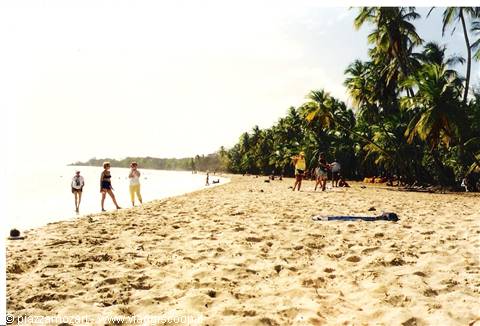 Tourists walk on sand among palm trees and pale sea, a shadow in foreground