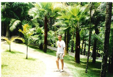 Man in white t-shirt and shorts on path among lush palm trees