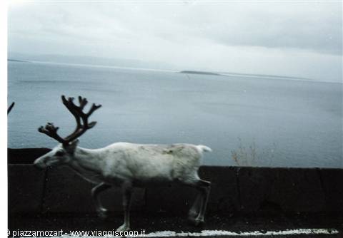 Reindeer with large antlers walks along a low wall by the grey sea