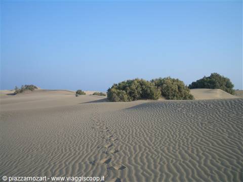 Sand dunes with green bushes and footprints, Maspalomas Dunes