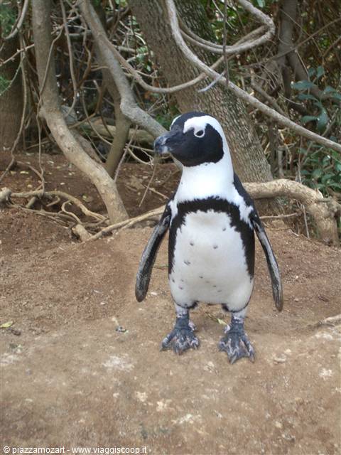 penguin beach