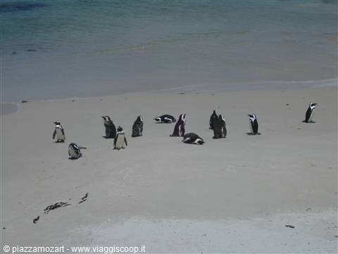 penguins