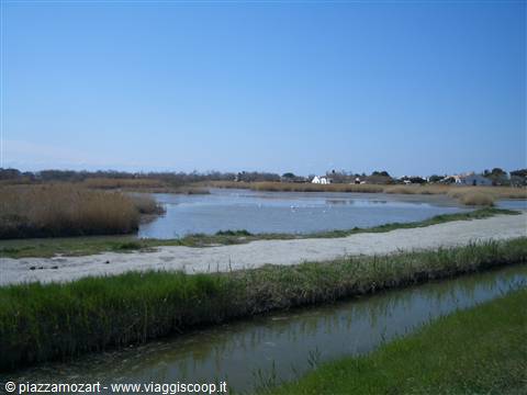 Canet-en-Roussillon marshes, reed beds and lagoon ponds under blue sky