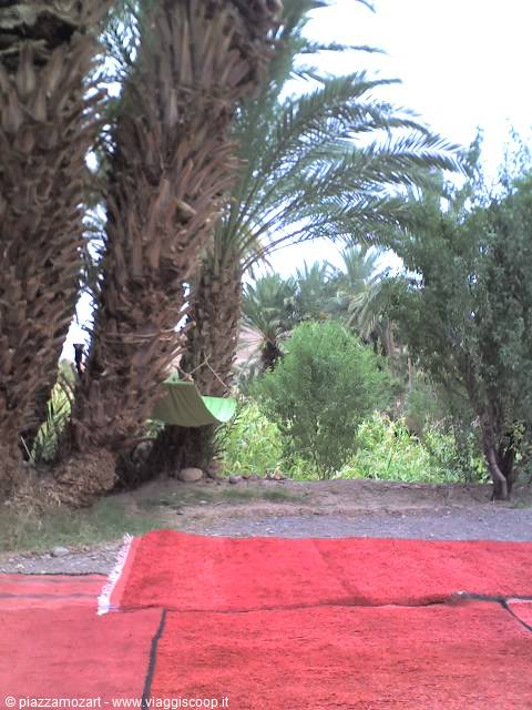 Red carpet under date palms, green hammock hanging between trees