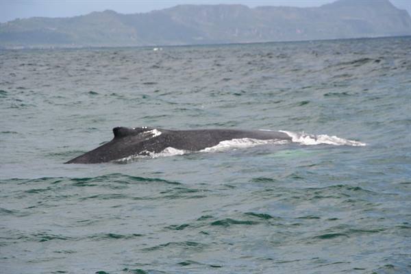 Whales at Samaná