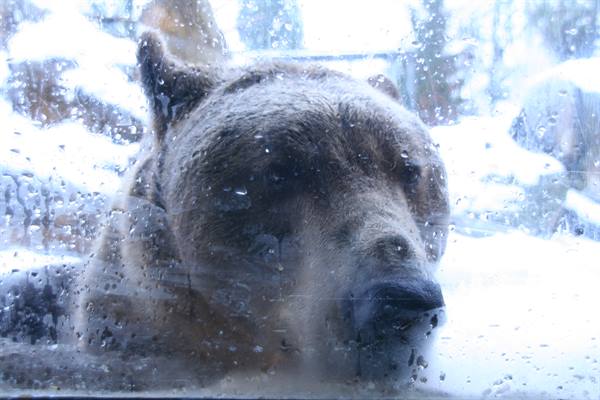 Sad bear at the Alpine Zoo