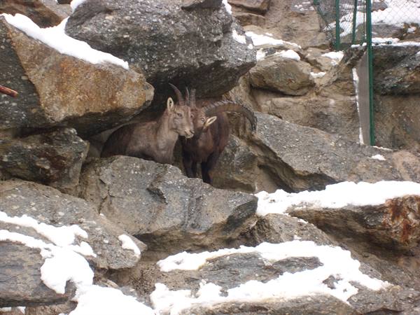 Alpine Zoo