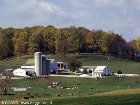AMISH FARM