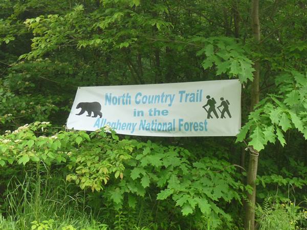 BEARS AROUND