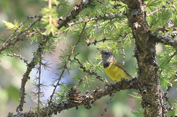 Mourning warbler perched on a larch branch among green needles