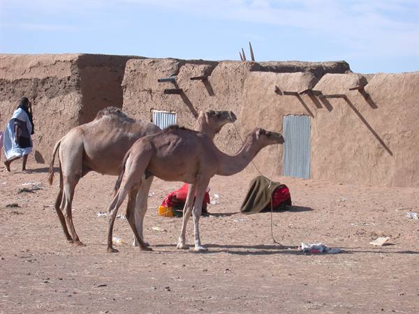 CAMEL BY CAMEL
