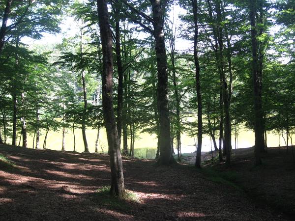 Umbrian forests
