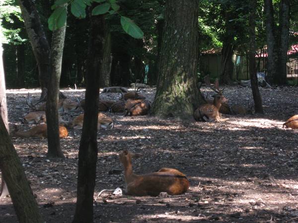 Gargano fallow deer