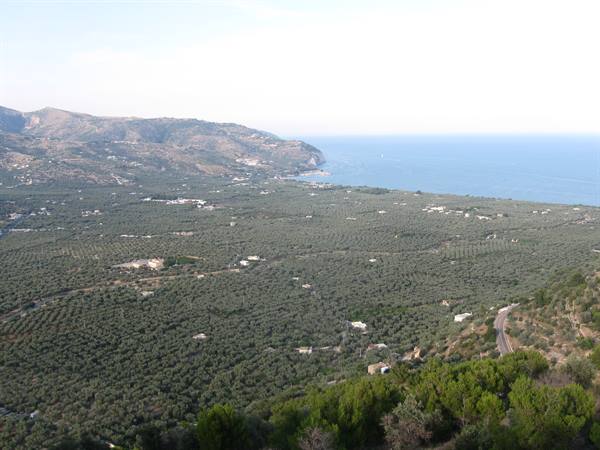 olive groves of Mattinata