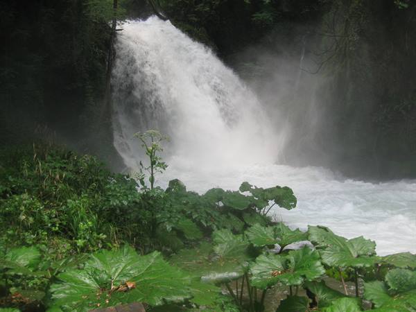 Marmore Falls: white cascade among greenery, aquatic plants in the foreground