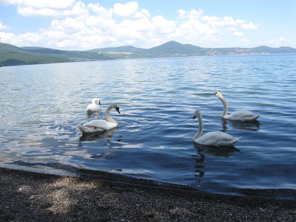 the swan lake