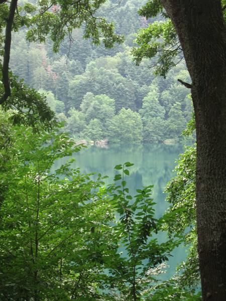 Trunk and green leaves frame a turquoise lake surrounded by forest