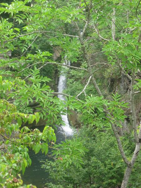 Waterfall hidden among green trees and rock, branch in foreground