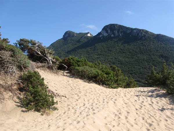 Sand dune with dry juniper in front of green rocky mountain
