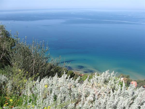 Flowering coastal shrubs above a turquoise sea, rooftops hidden among pines
