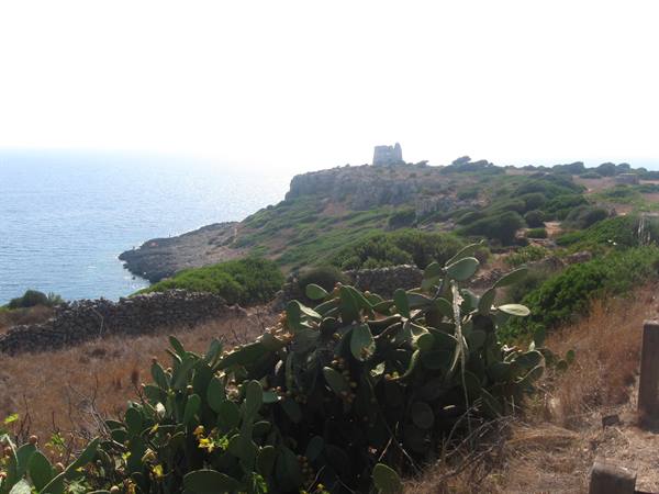 Prickly pears in foreground, ancient tower on cliff, blue sea