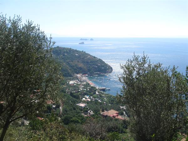 Bay with seaside village and islets, framed by olive trees in summer light