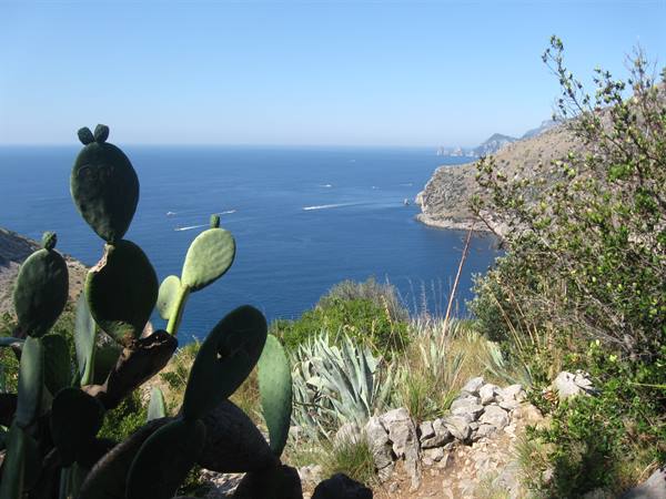 Prickly pears and agave on rocky coast, boats sailing below