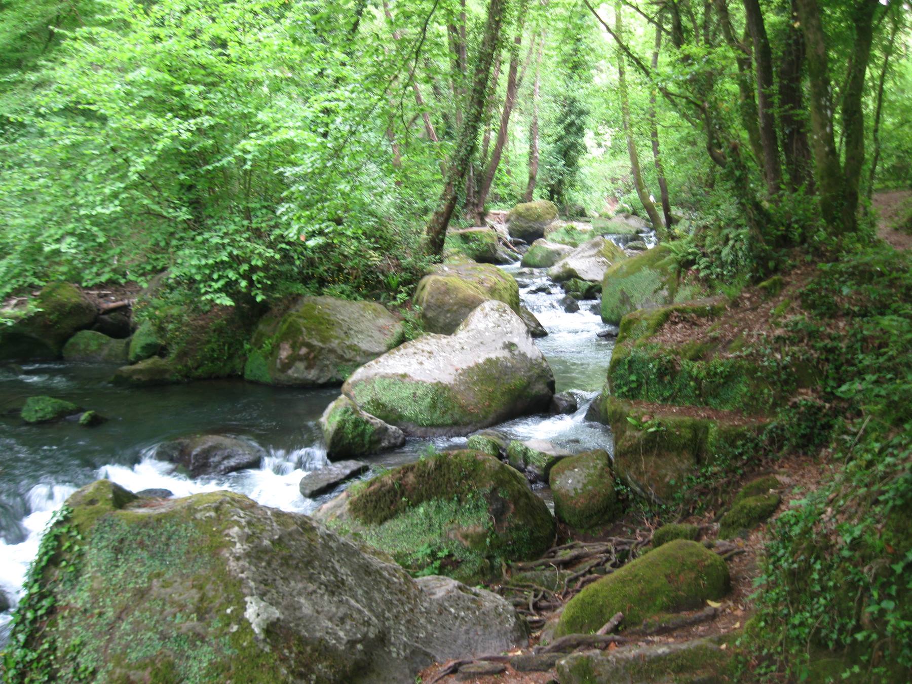 Torrente scorre su rocce muschiose tra alberi verdi nel bosco