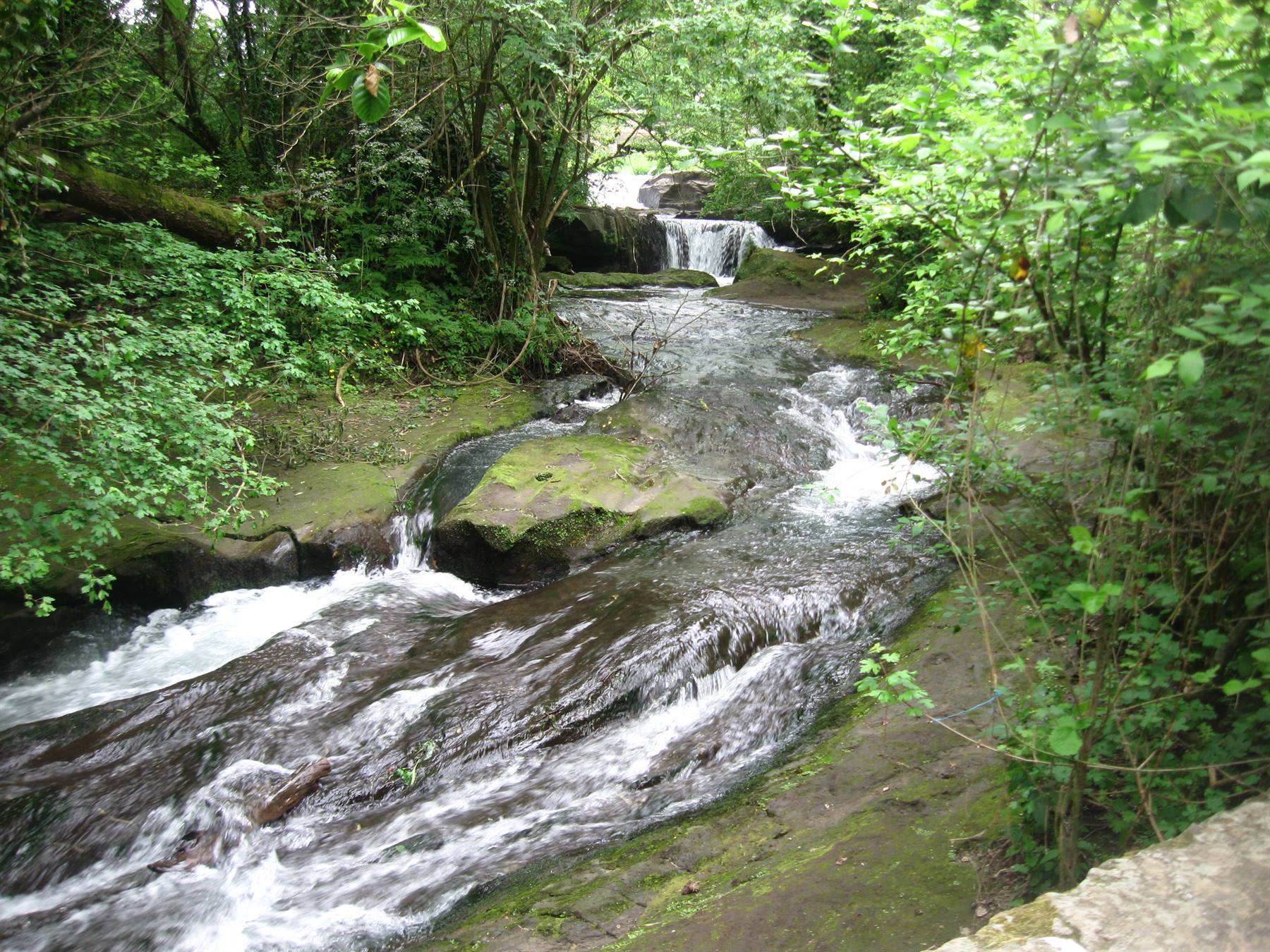 Torrente con piccole cascate scende su rocce muschiose tra vegetazione verde