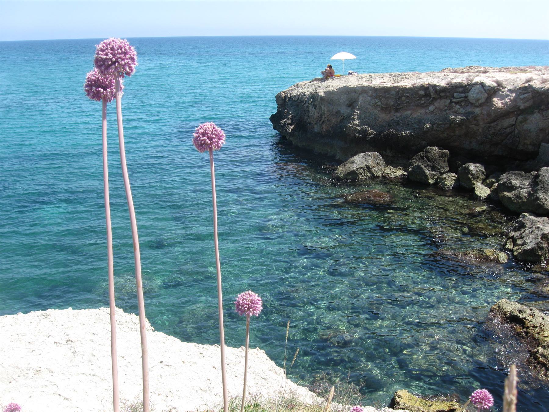 Fiori rosa su scogliera calcarea, mare turchese e ombrellone sulla roccia