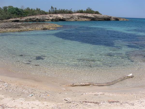 Clear turquoise water on pale sand, driftwood trunk, rocks and pine trees