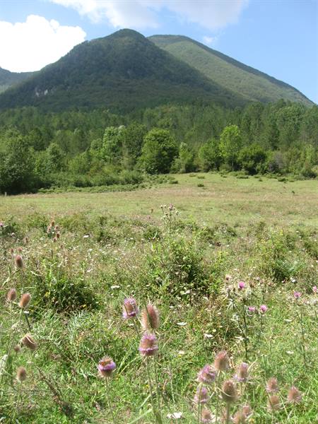 Flowery thistle meadow in front of a forested mountain, blue sky with clouds