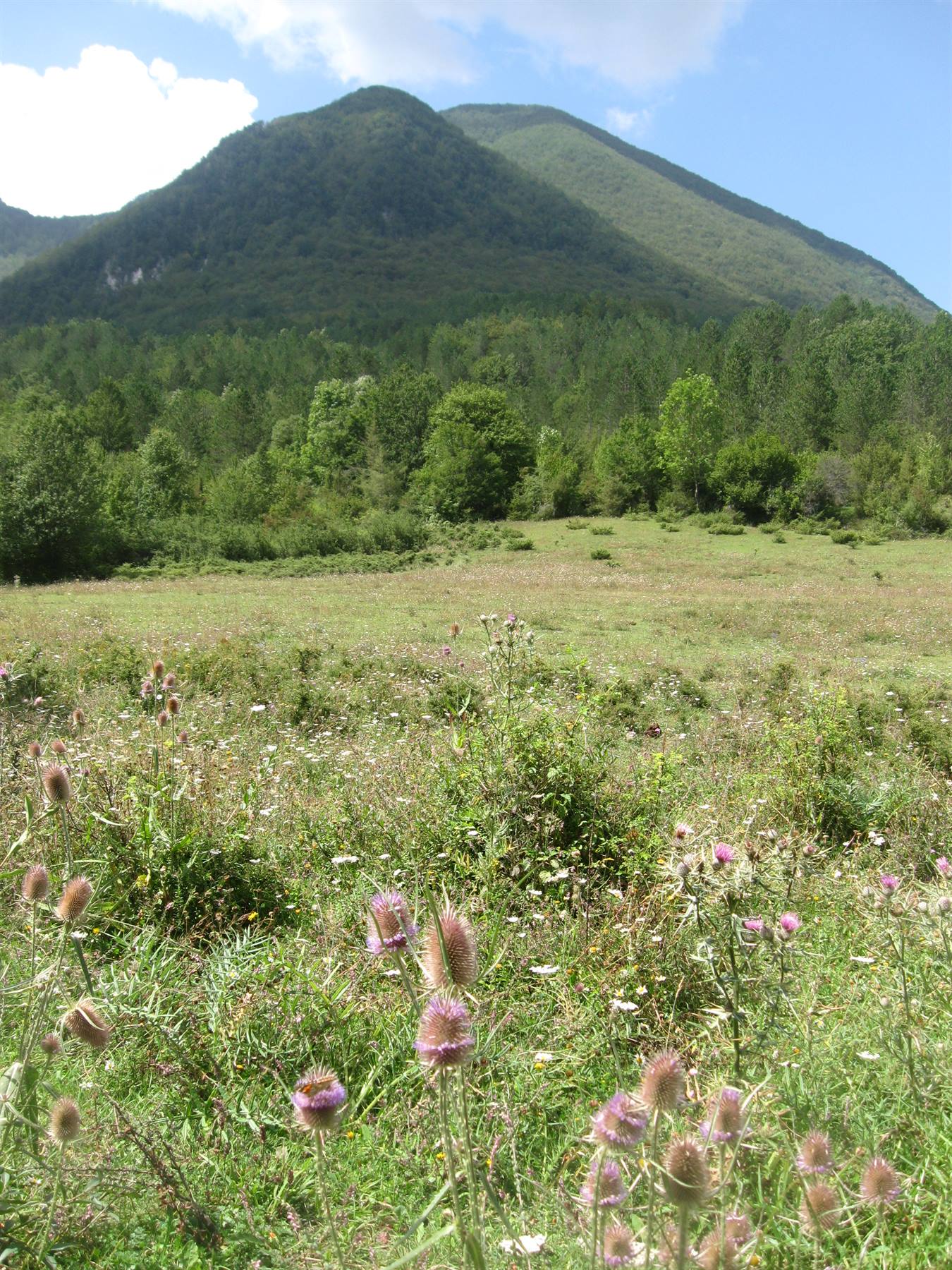 Prato fiorito di cardi davanti a una montagna boscosa, cielo azzurro con nuvole